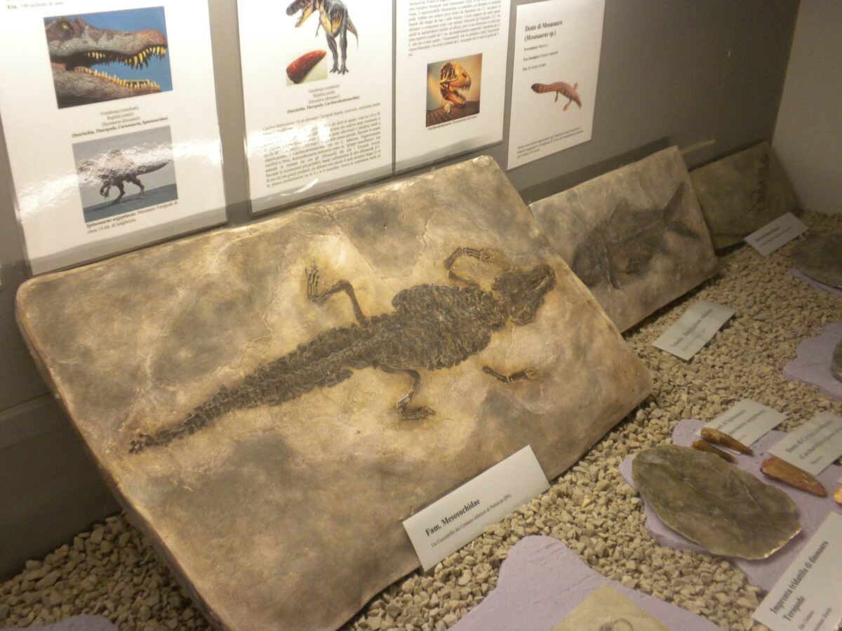 Museo Paleontologico di Magliano Vetere (apr2015)