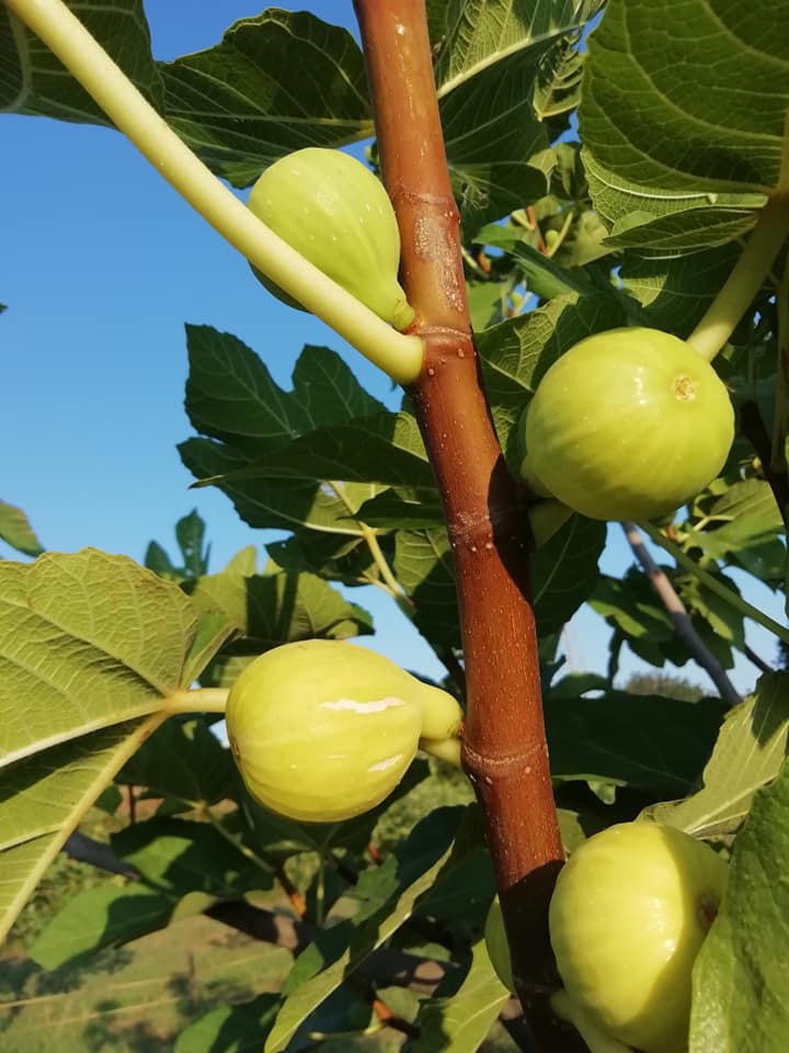 fico bianco del cilento