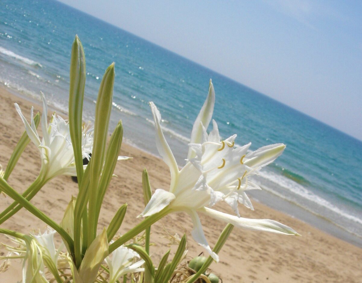 giglio marino