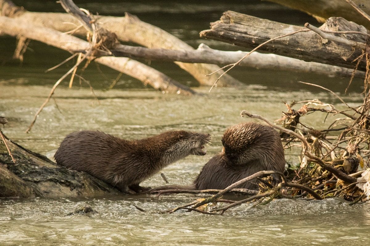 lontra oasi di persano