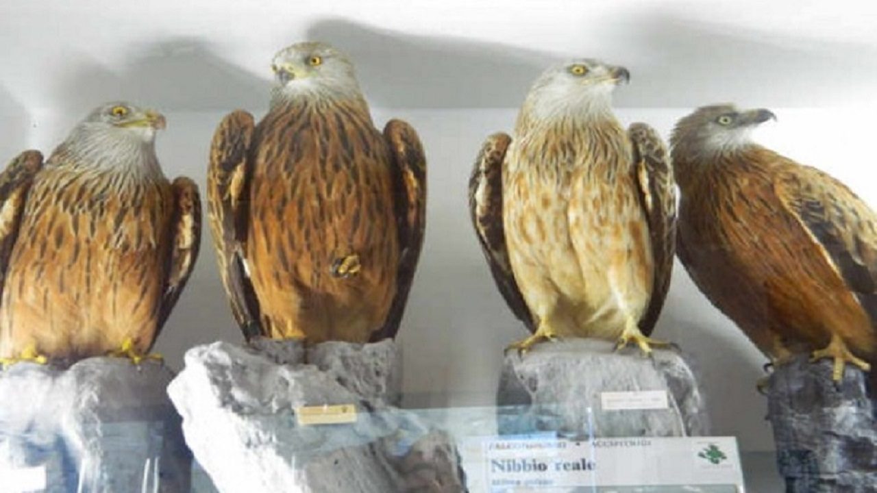 museo naturalistico degli alburni