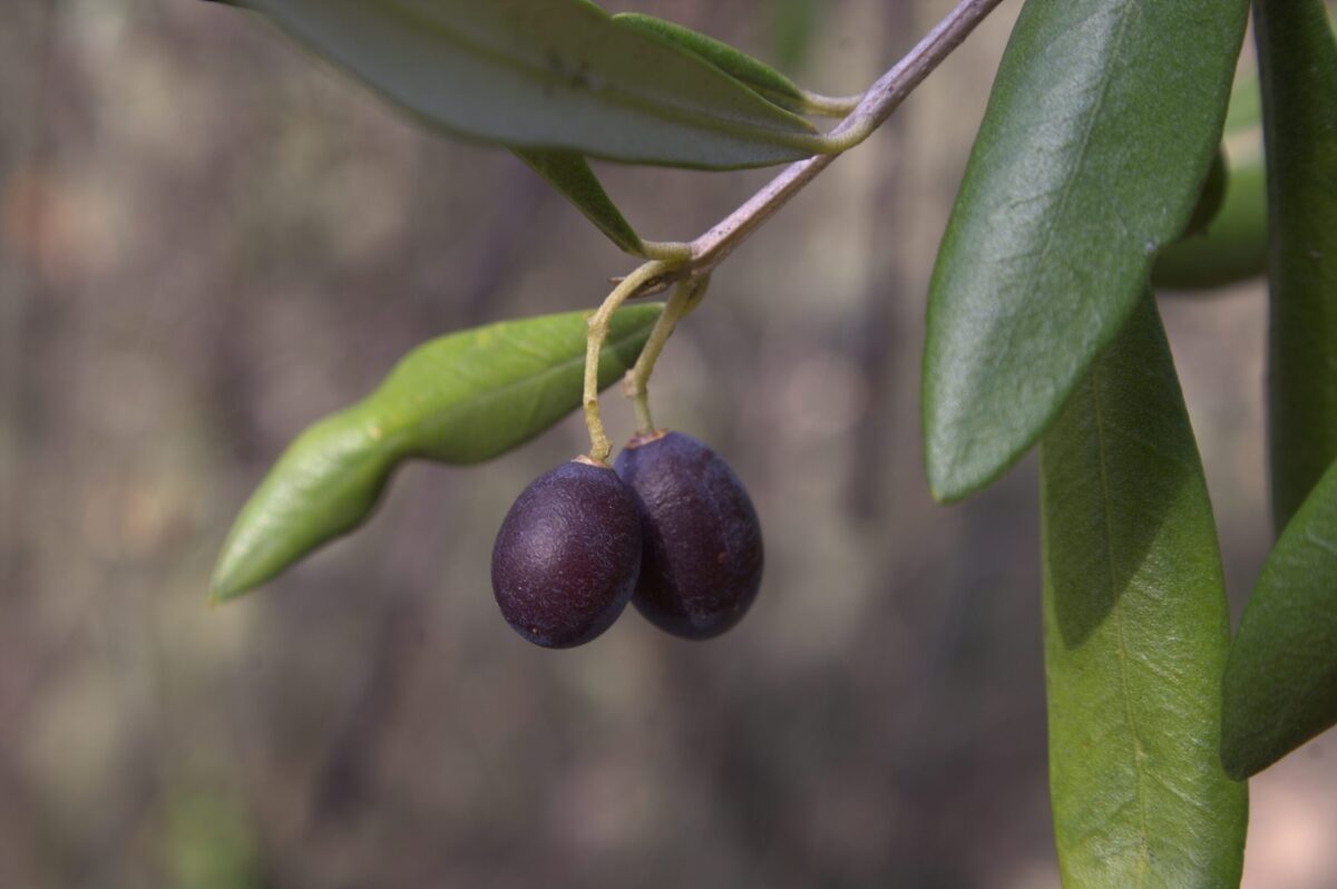 olio del cilento