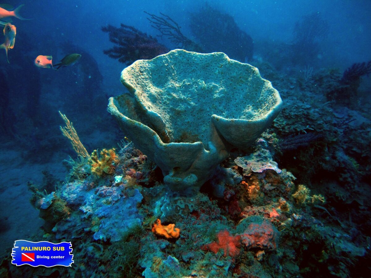 scuba diving palinuro cilento