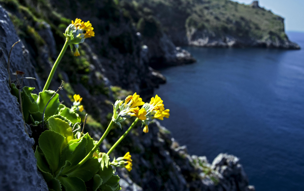 primula di palinuro