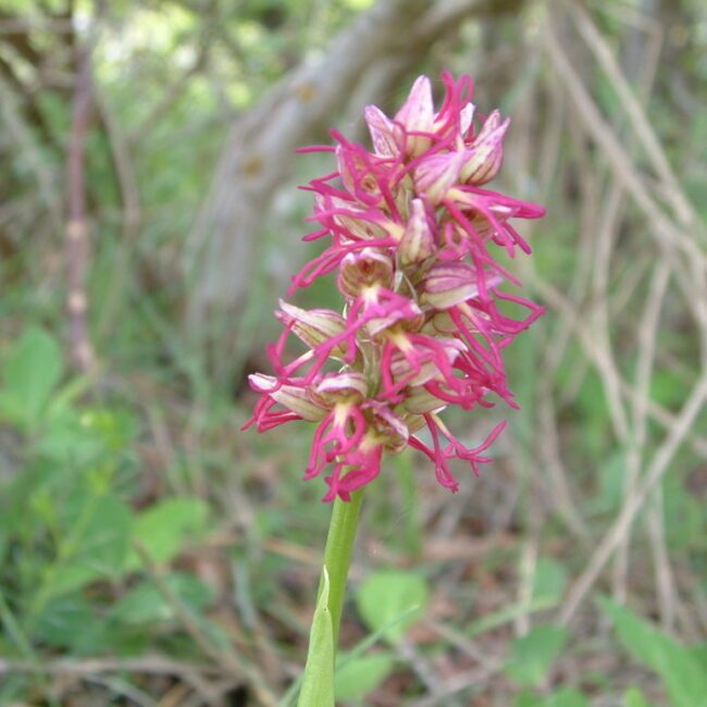 valle orchidee a sassano