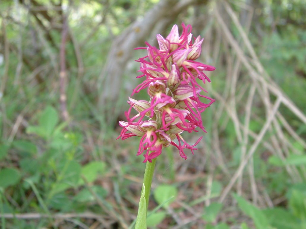 valle orchidee a sassano