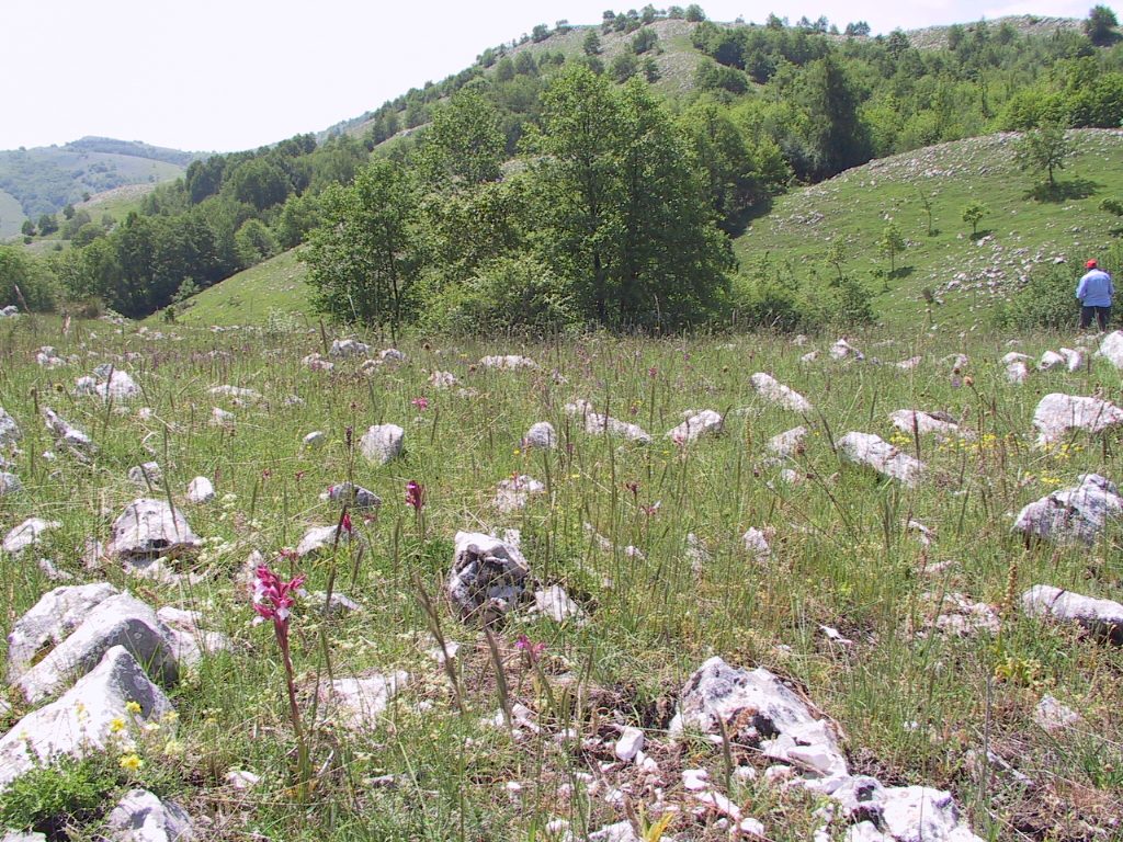 valle orchidee a sassano