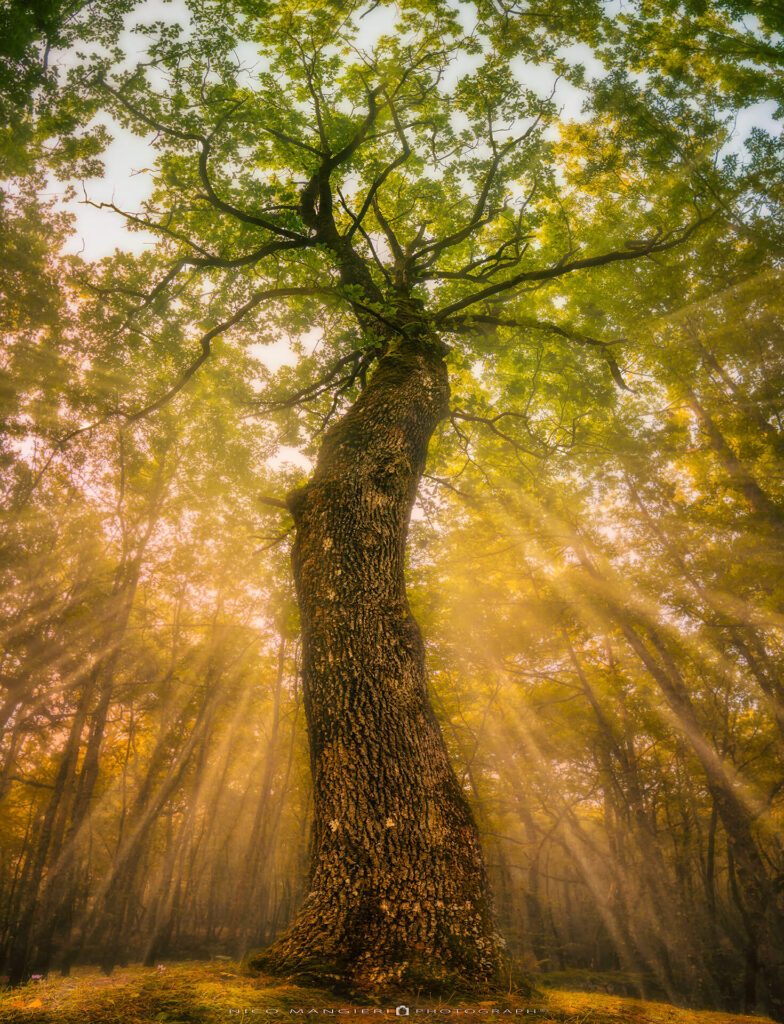 Albero Parco dei Mulini - San Pietro al Tanagro