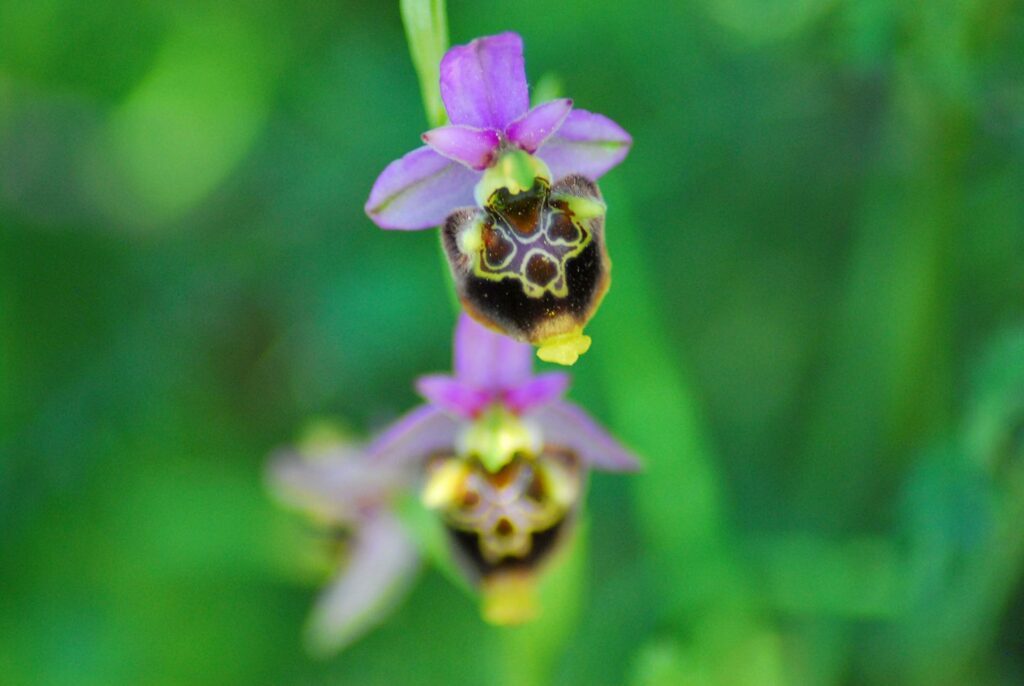 Ophrys holosericea, Palinuro.