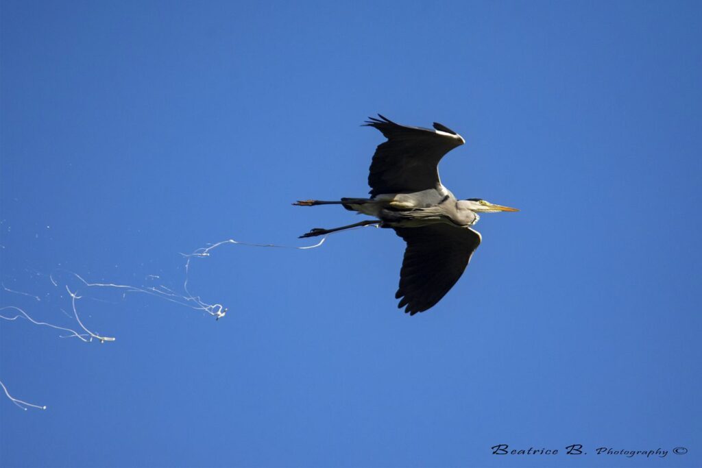 Airone Cenerino, Palinuro.