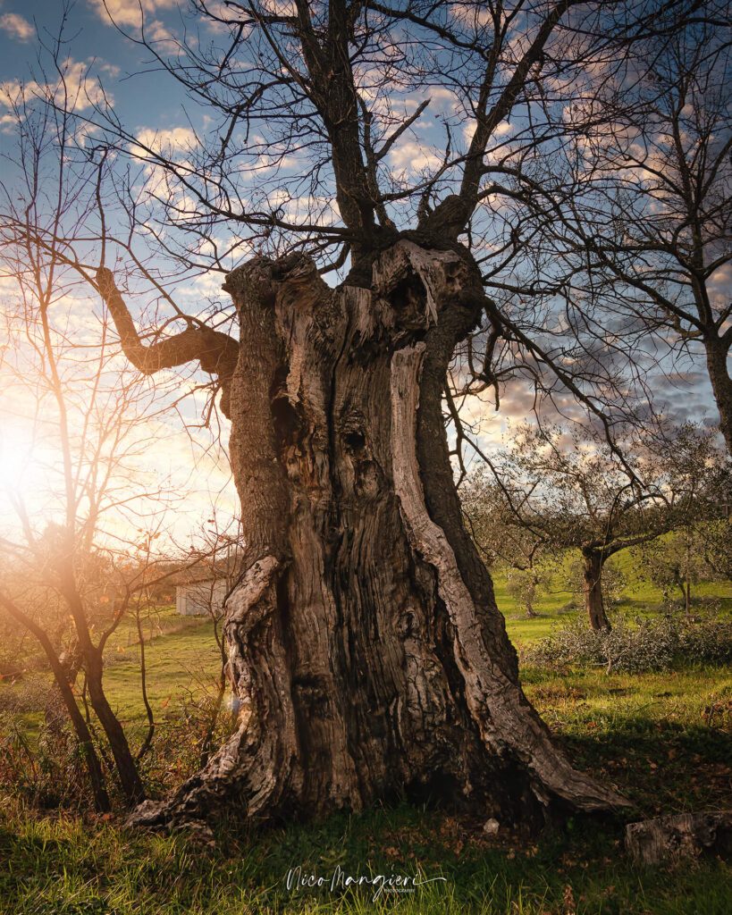 albero a caggiano