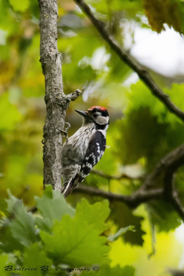 picchio rosso minore - arco naturale palinuro