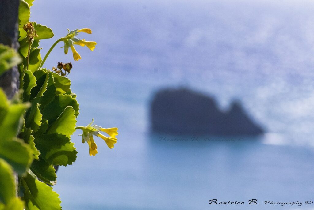 primula di palinuro e scoglio del coniglio