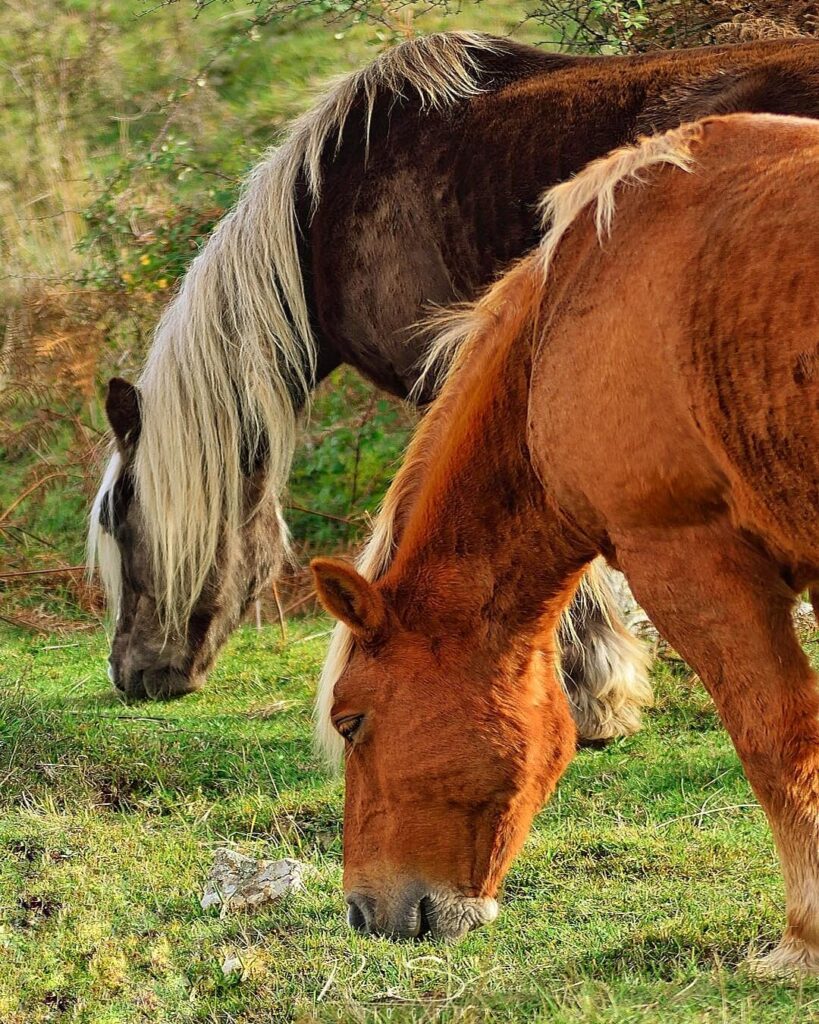 Corleto: Wild Horses