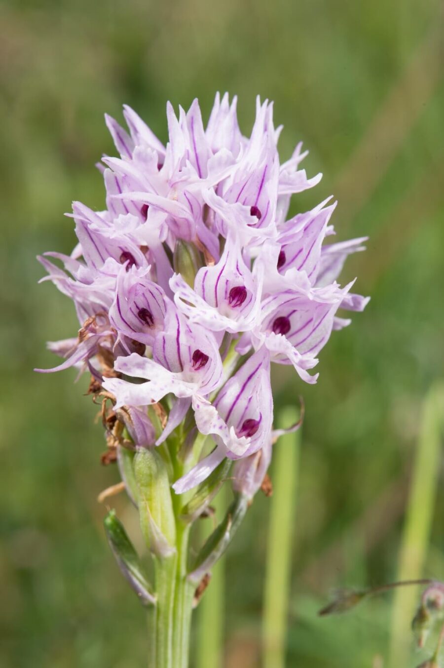 Cosa fare e vedere a Sassano nel Vallo di Diano CilentoMag